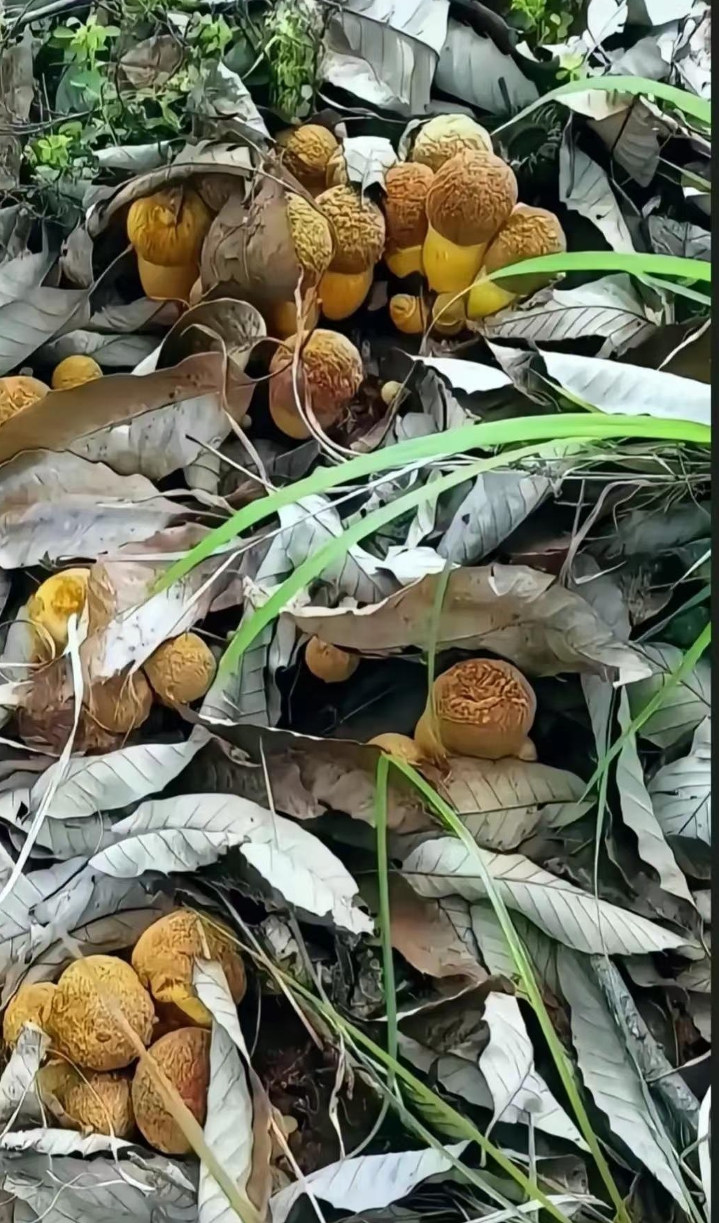 老妈去山上砍柴的时候,在半山腰拐角处,看到了很多这种黄色的野生蘑菇