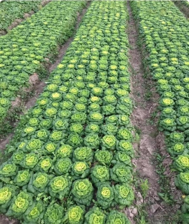 这一片片整整齐齐,绿油油的菜地,是农民伯伯辛辛苦苦把它们当婴儿一样