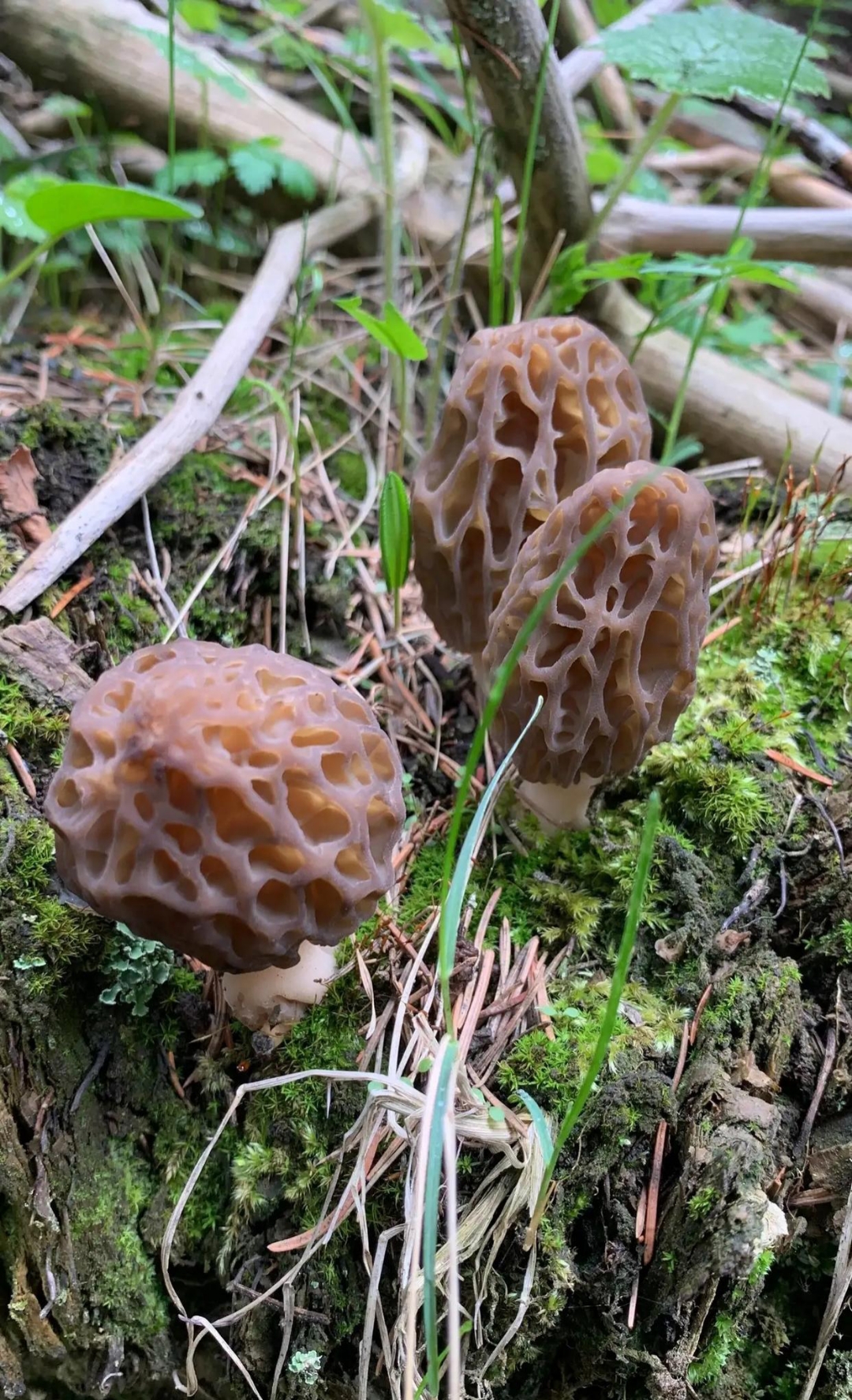 山糍粑植物图片