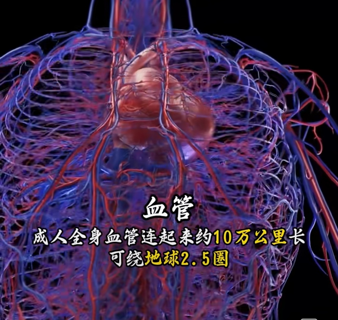 微循环是怎么影响我们的 微循环是指从微动脉到微静脉之间的血液循环