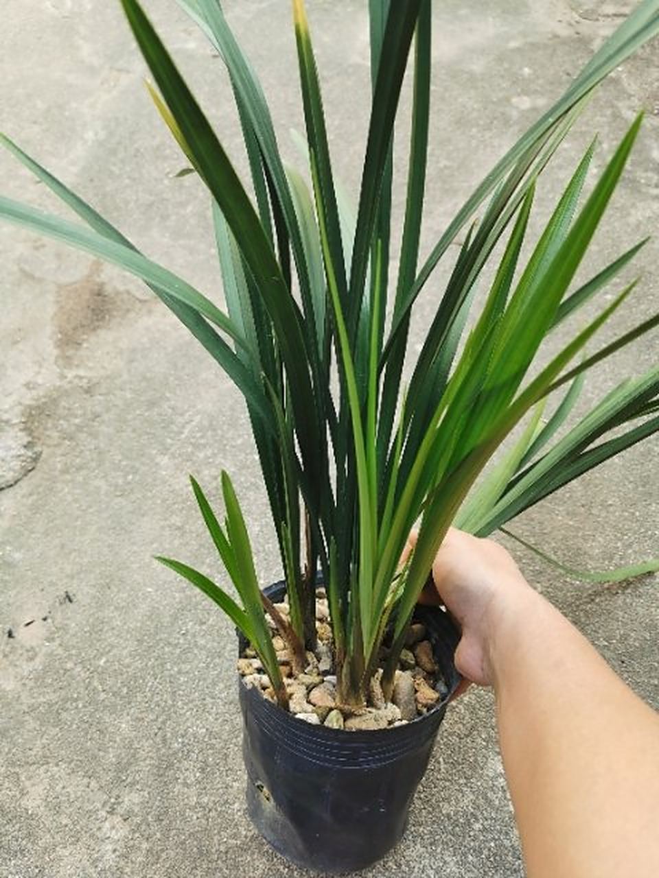 建兰大青大暴盆带花苞