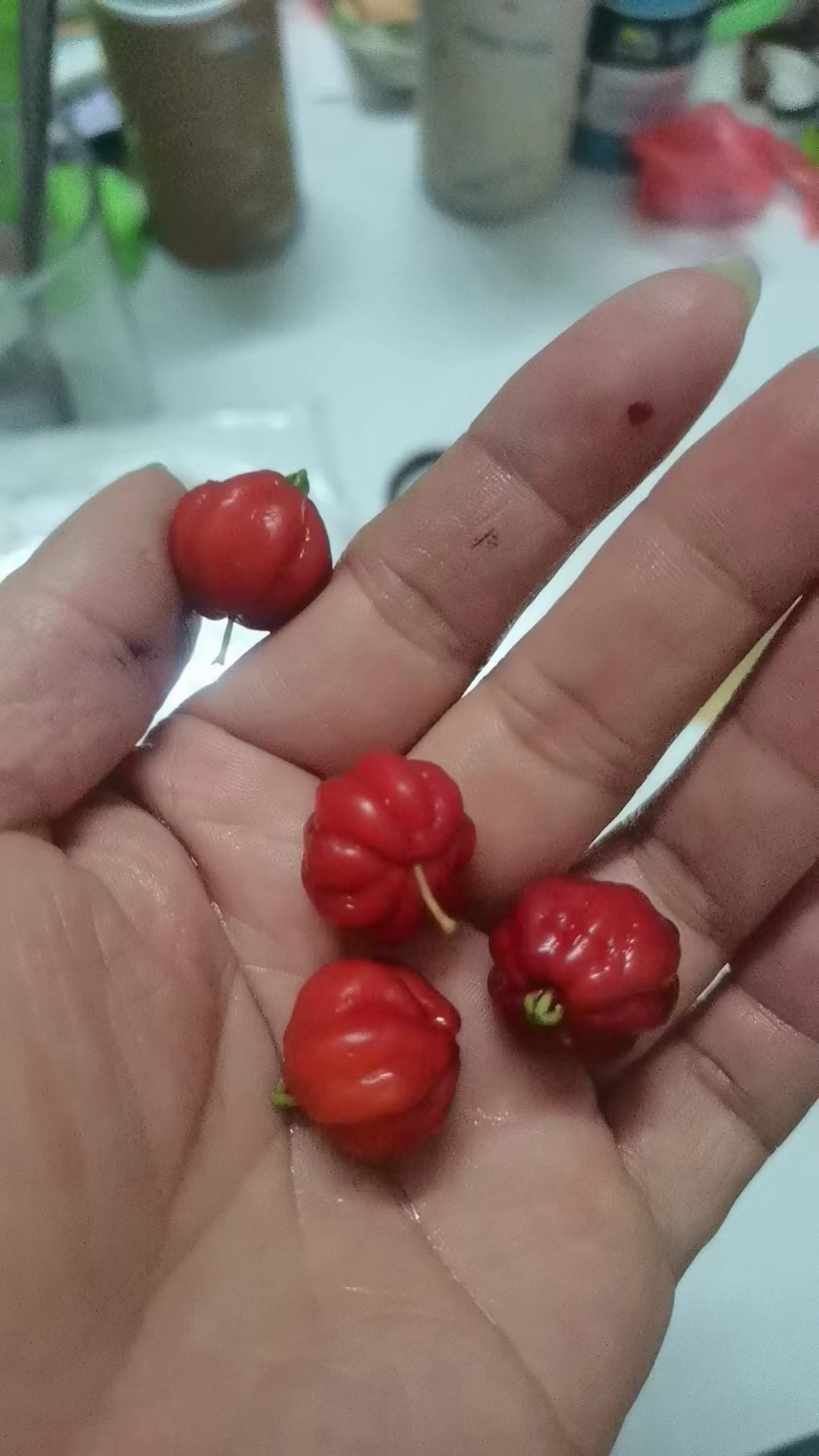 今日厨房小记,偶遇这簇特立尼达蝎子椒,深红如火,绿茎挺立,仿佛热情与