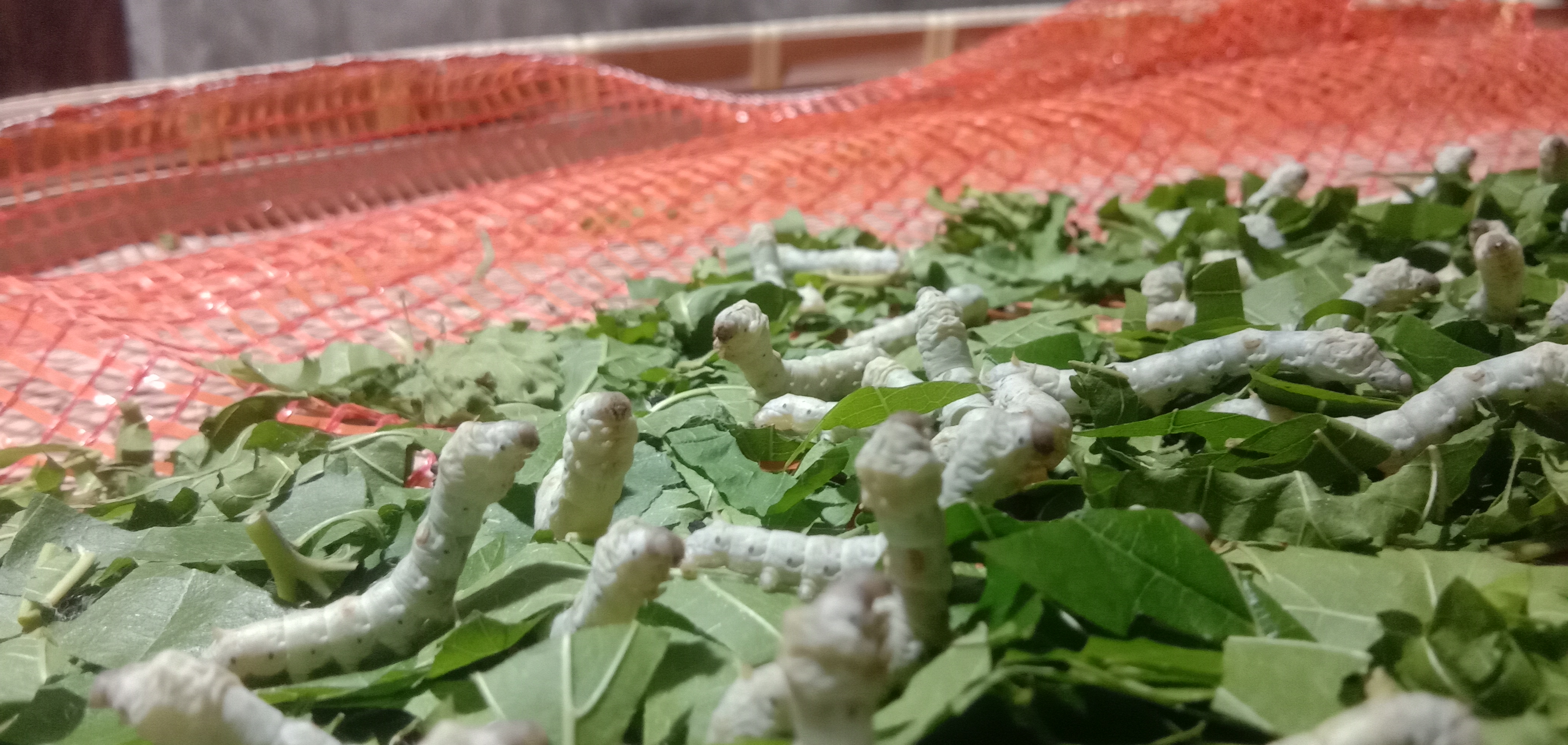 这就是蚕宝宝睡眠的样子,怎么样?可爱吧.