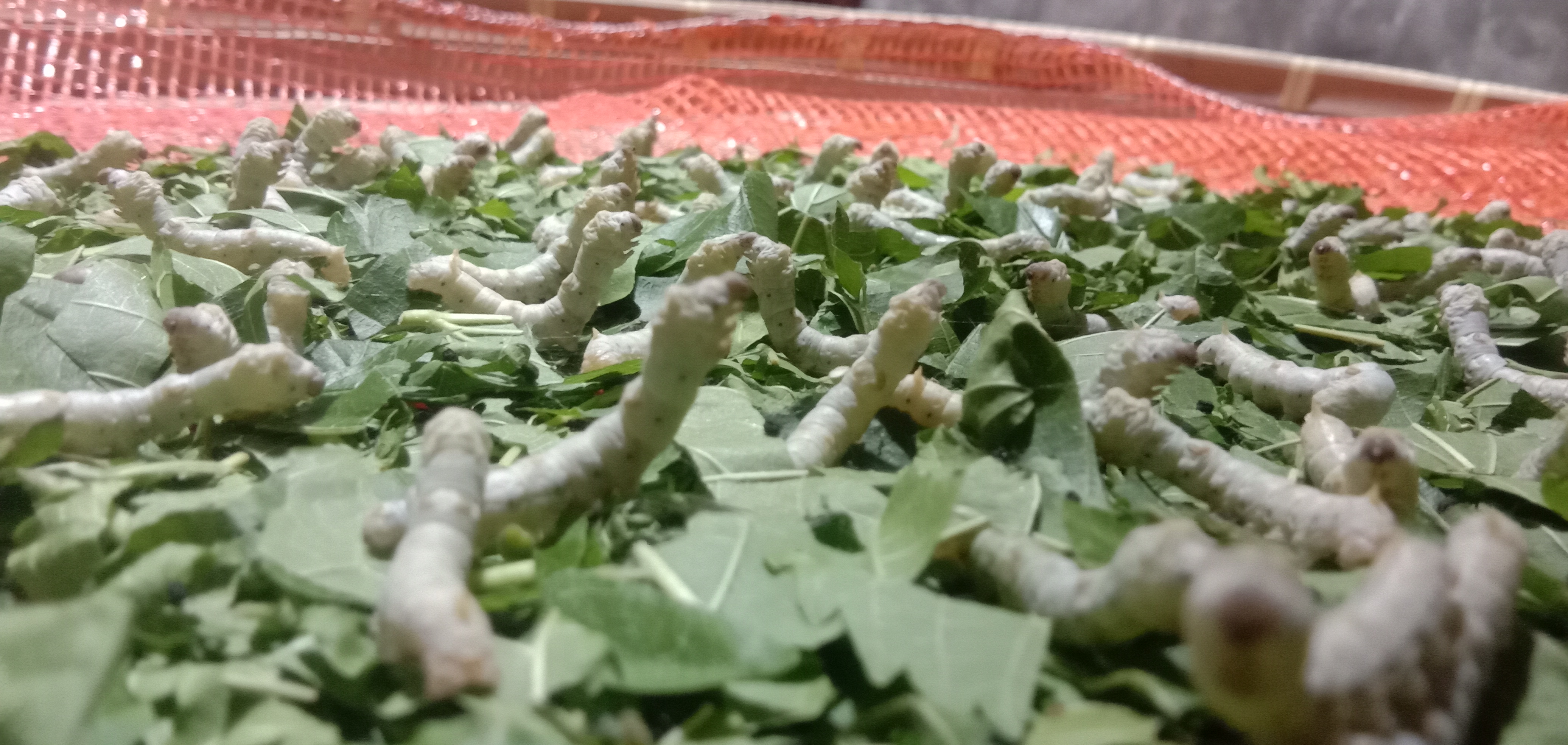 这就是蚕宝宝睡眠的样子,怎么样?可爱吧.