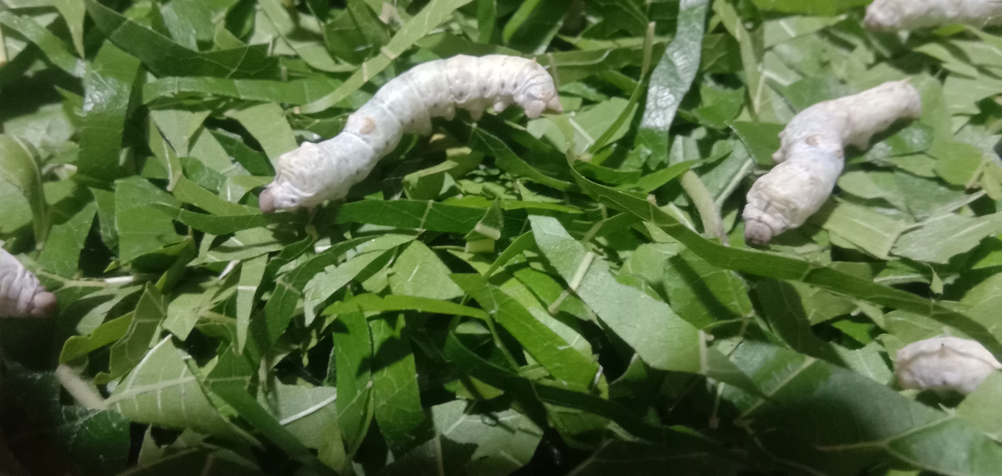 这里的蚕农把还在吃桑的蚕叫作青娘(图1),把正在睡眠的蚕叫作眠头(图2