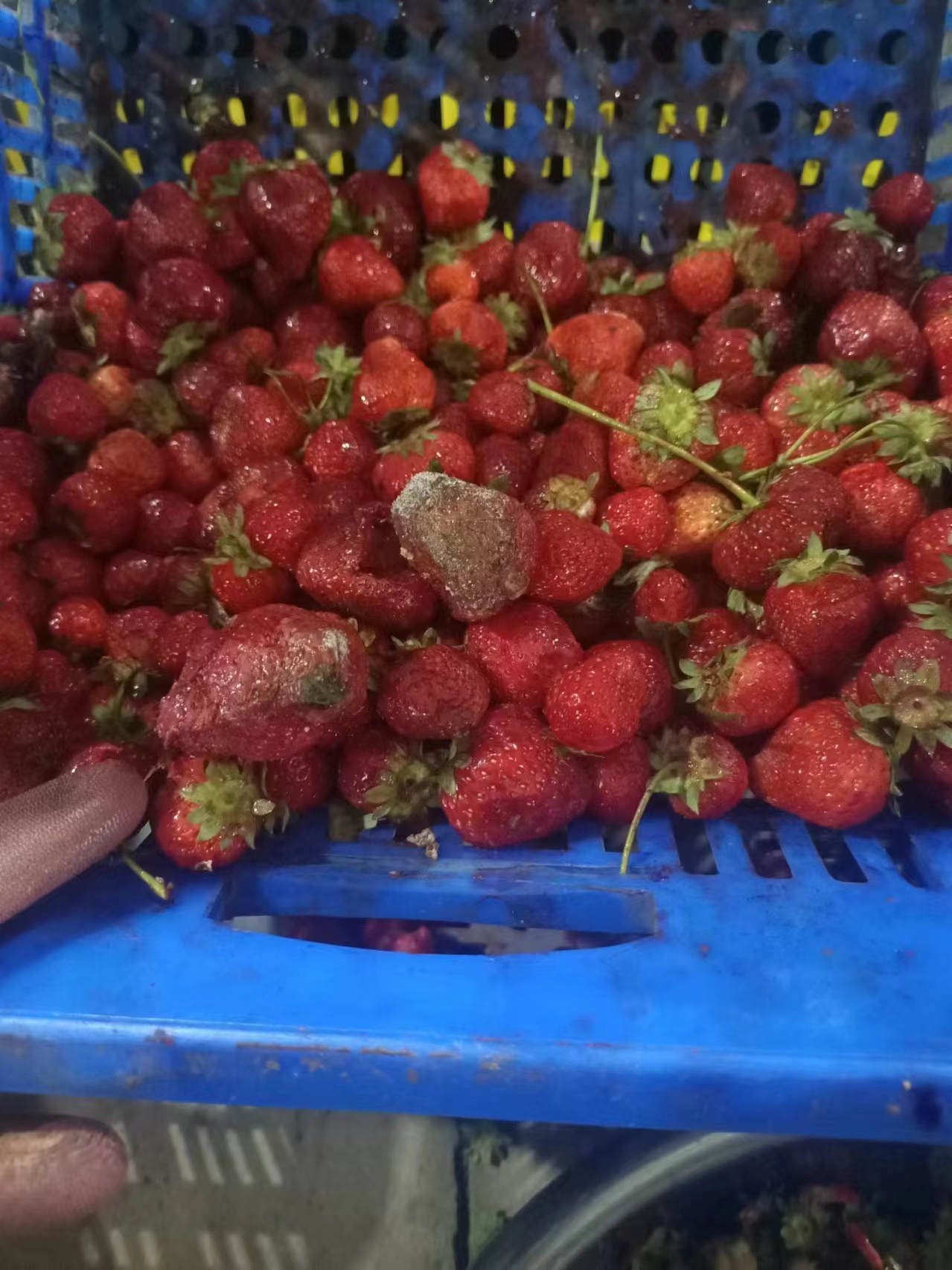 大家看看这个烂草莓.吃了会怎么样吃着放心吗?我下面就说出