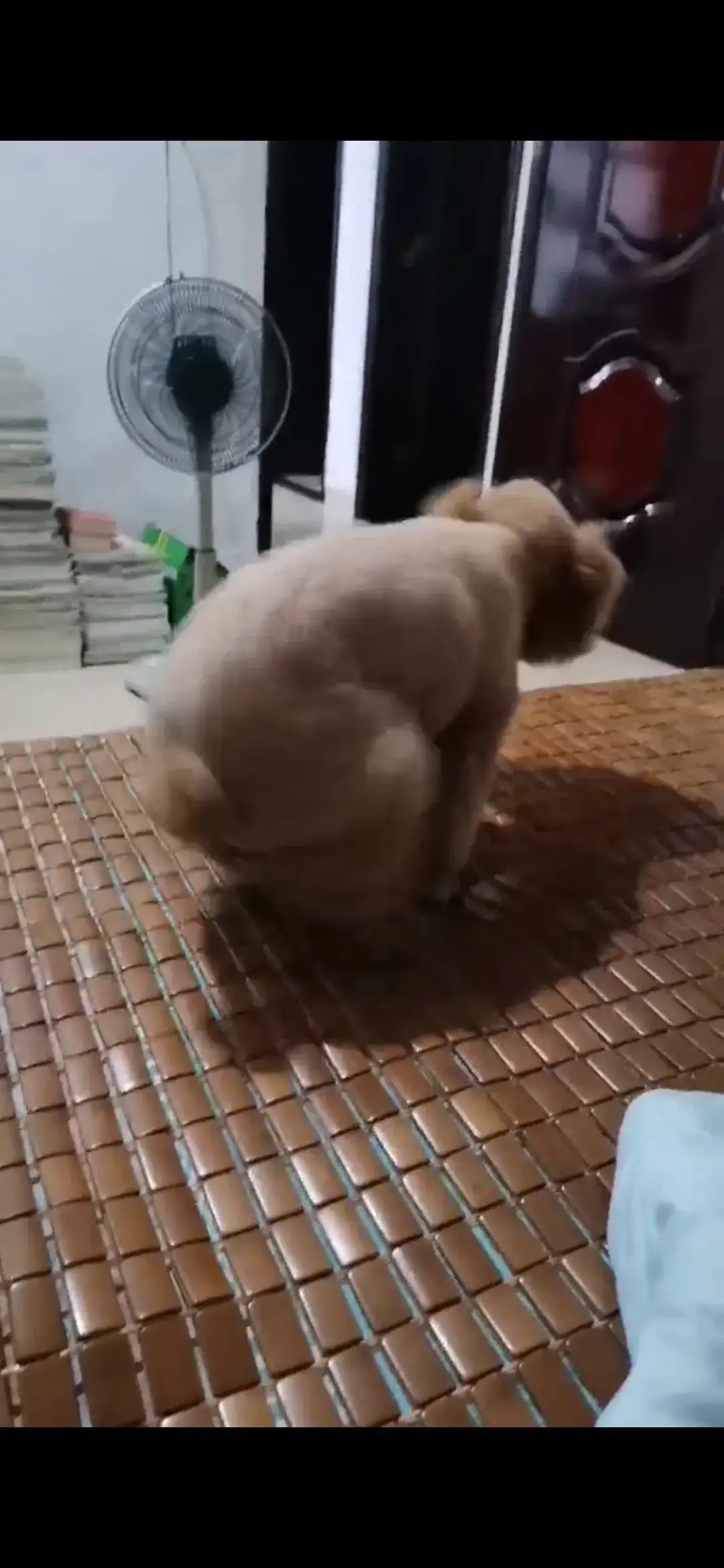 昨晚我揍了小泰迪一顿,揍完我就后悔.