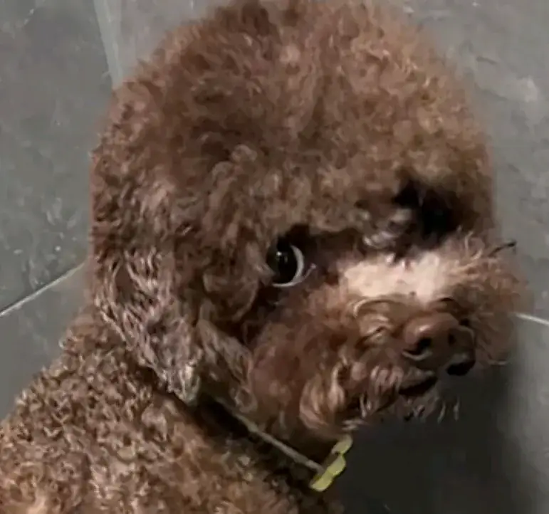 小泰迪爬到床上睡觉被揍了,揍完吓的一直在发抖  晚上准备睡觉的时候