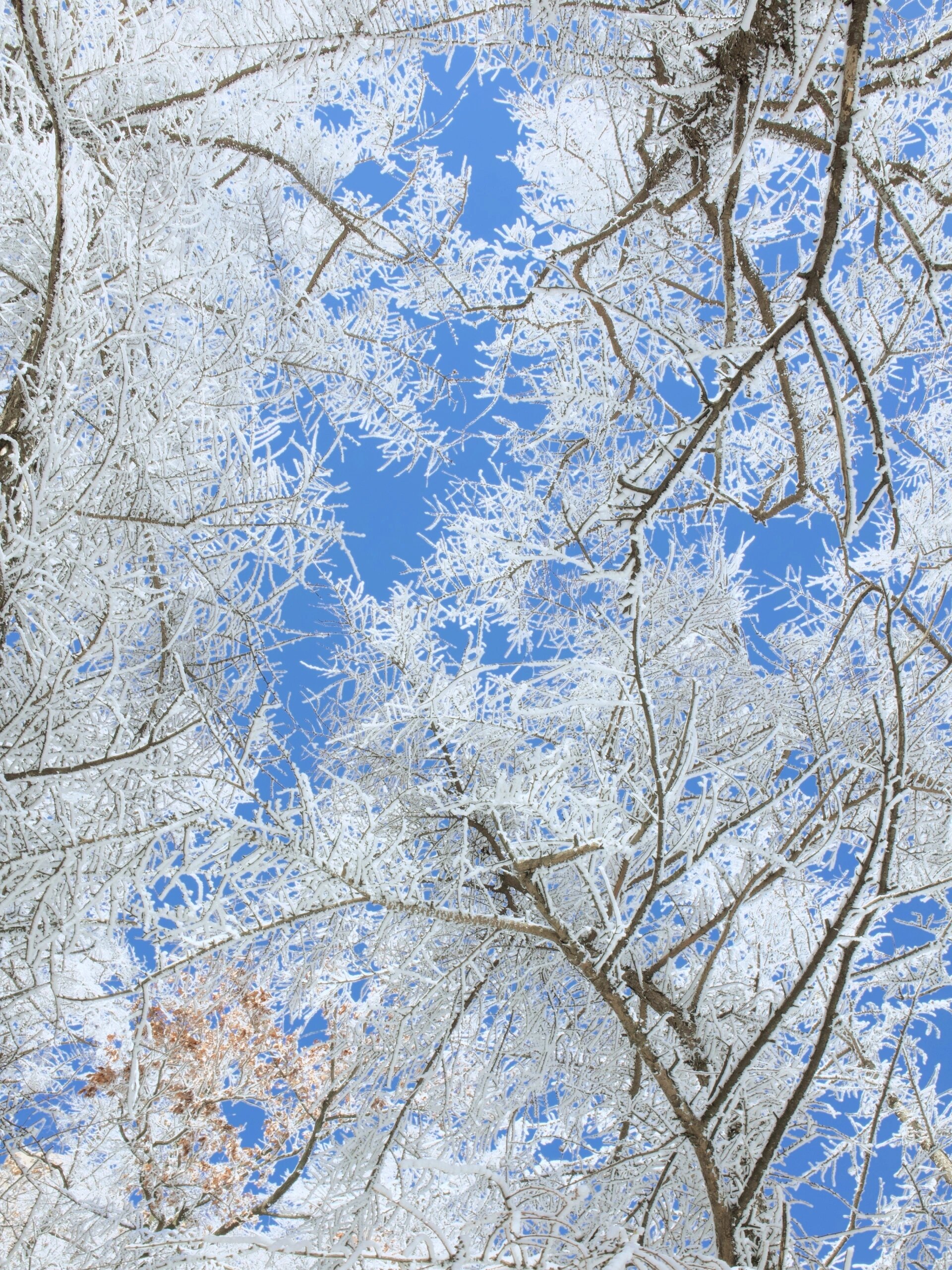 崂山耐冬降雪图片图片