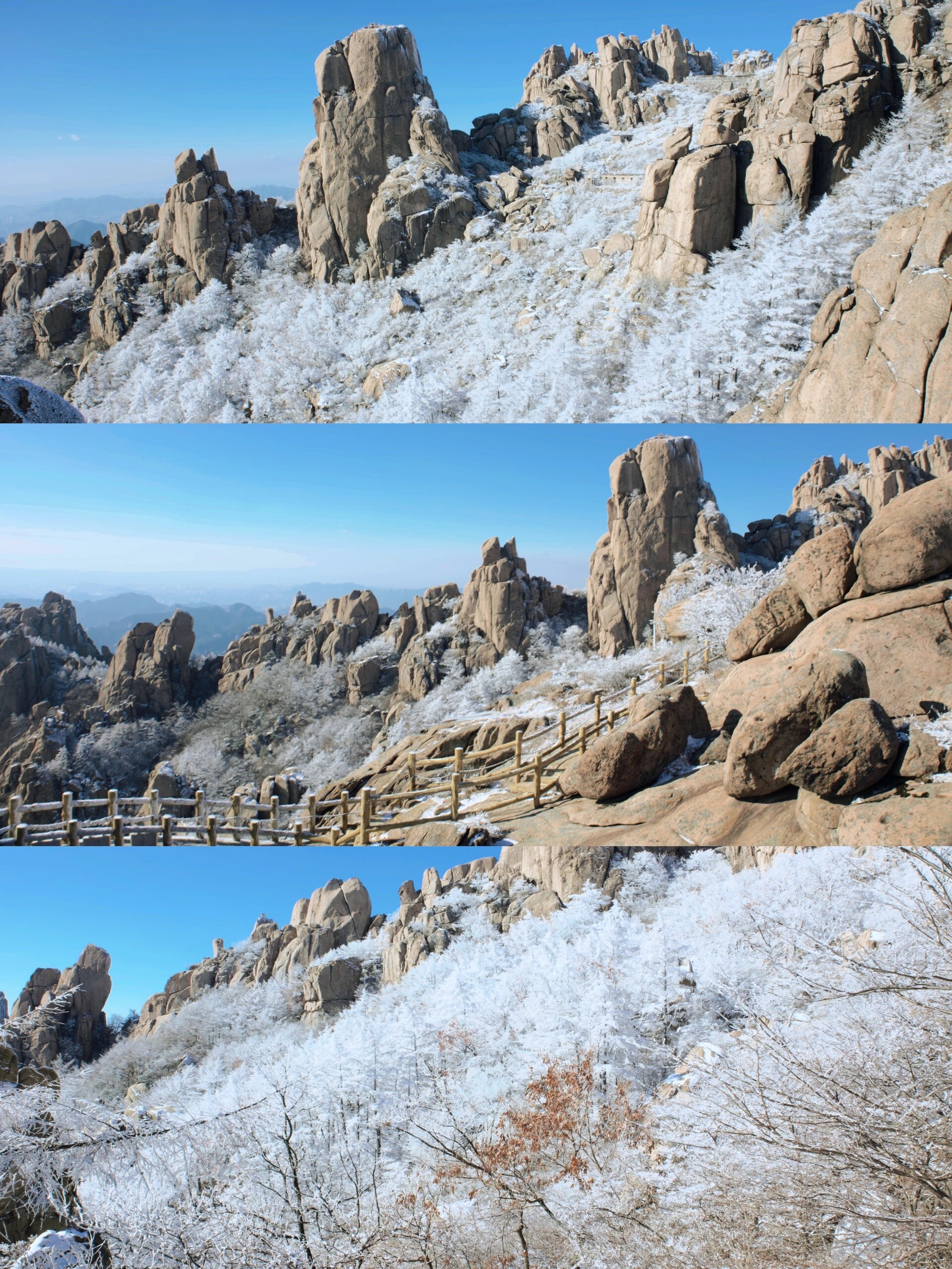 崂山耐冬降雪图片图片