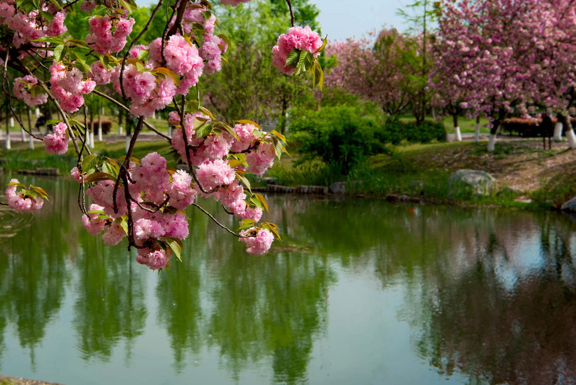 公園城市的櫻花之約# 新晉的4a級景區,就是青白江鳳凰湖景區,也是