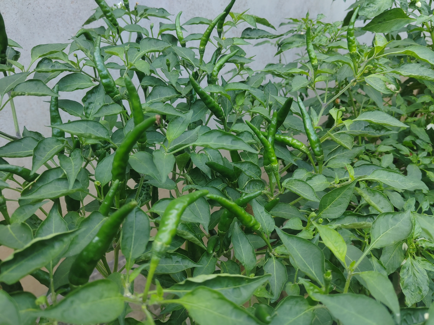 自家种的纯天然绿色～～～小尖辣椒