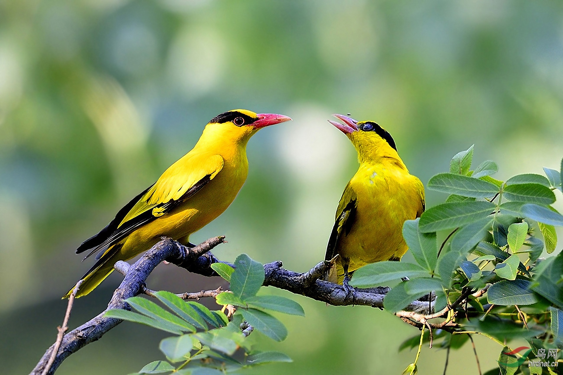 上联:两只娇鸟共啼树    //2023.09.16  下联:?