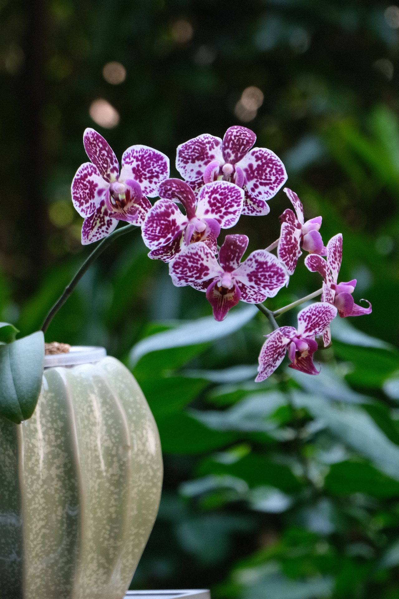 蝴蝶兰品种:小豹纹