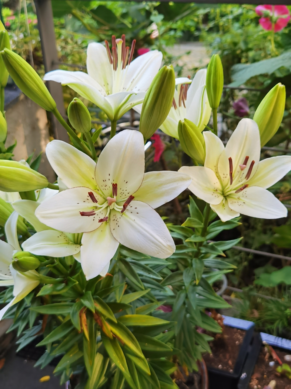 新开的眼线百合