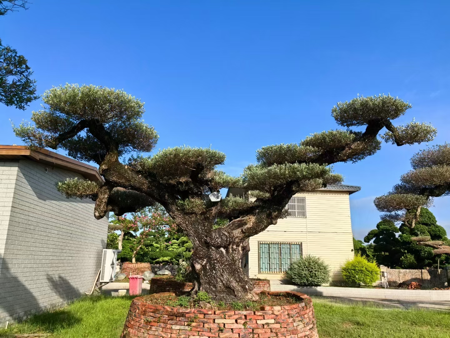 精美庭院绿化景观树