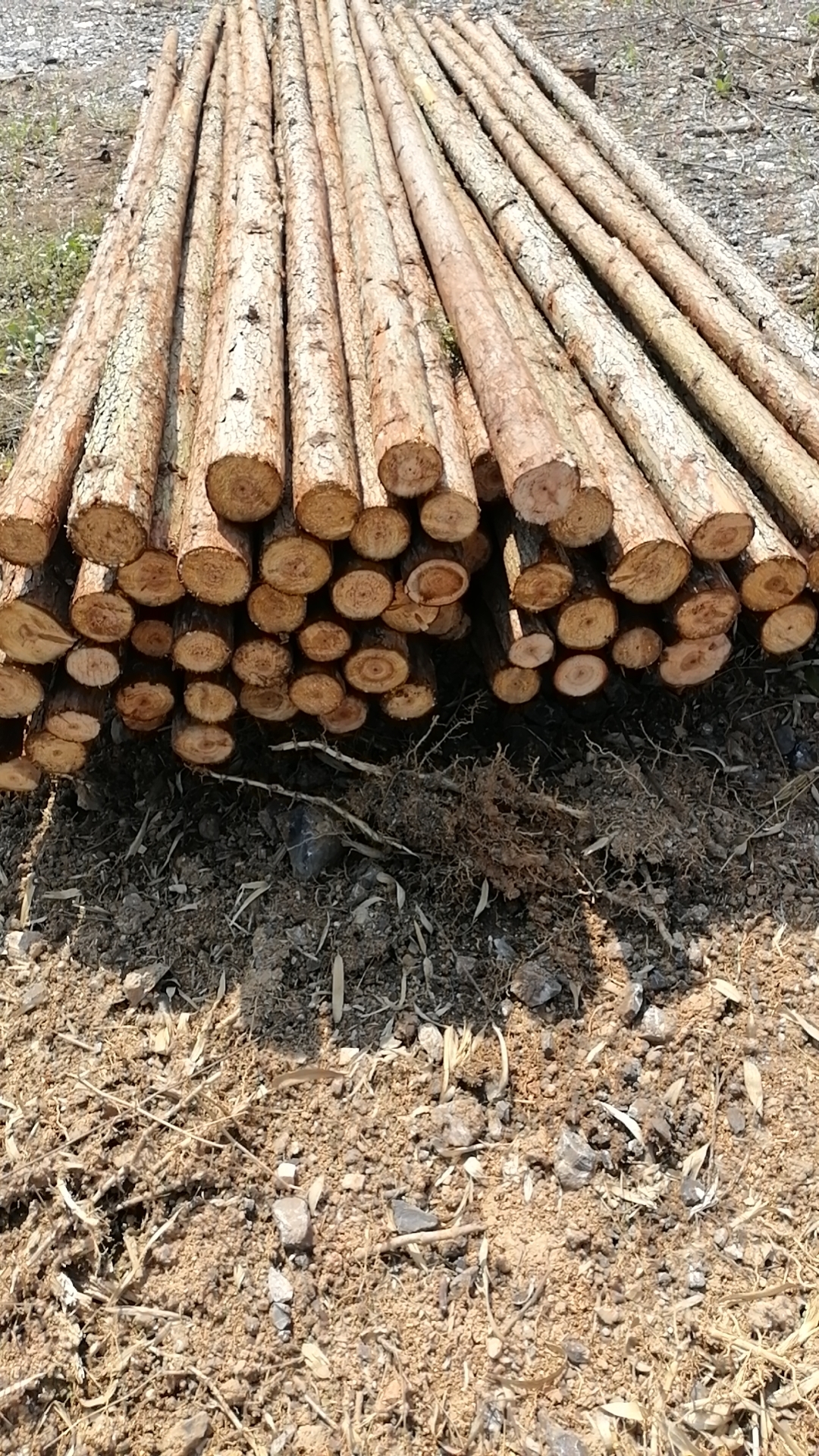 杉木杆杉木桩产地直发