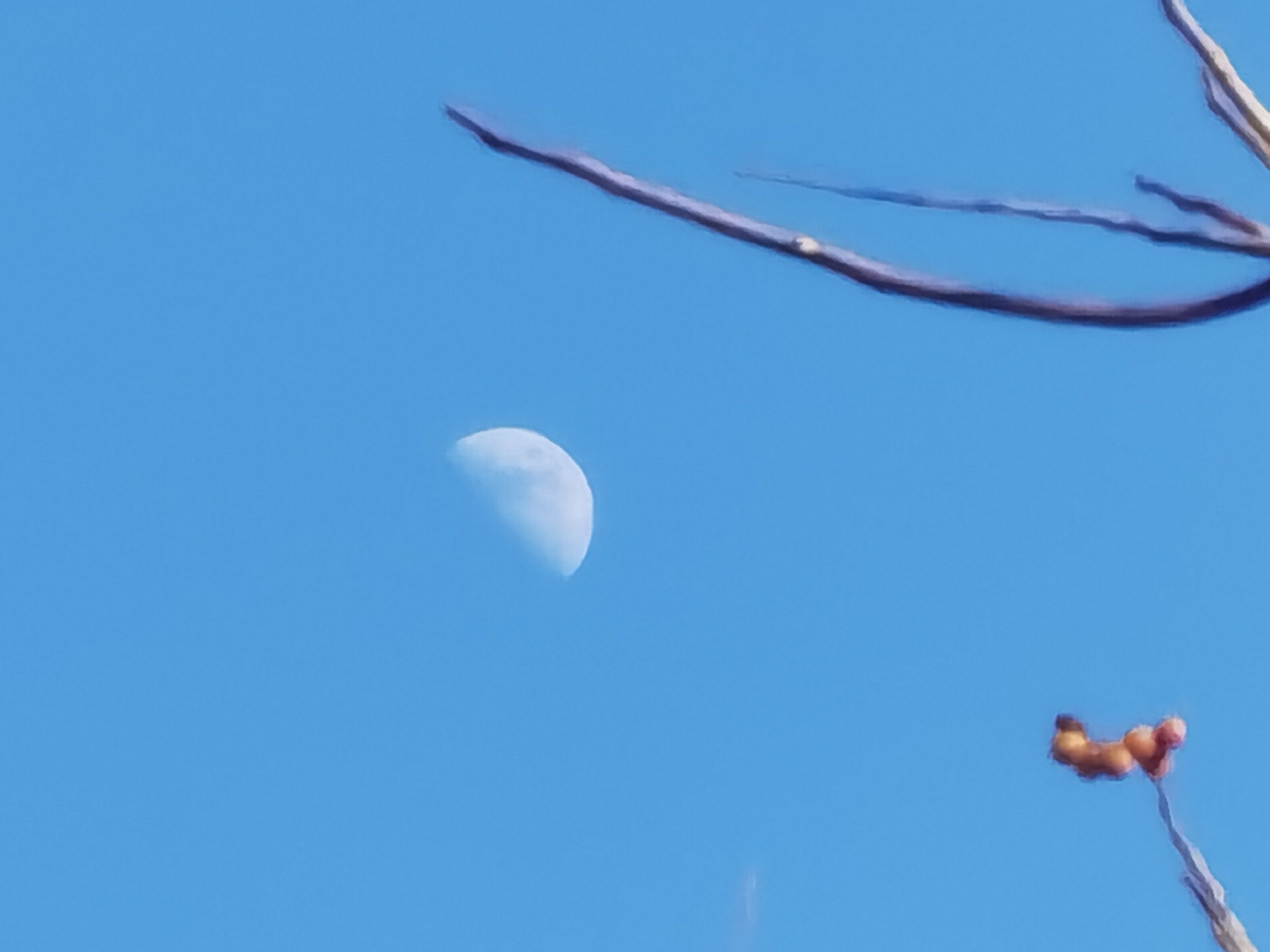 今日午后,蓝色的天空,白色的半圆形上弦月,直径与圆心周围蓝白相间.