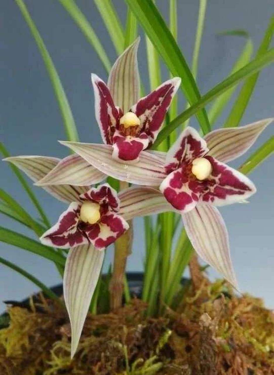 兰梦兰心阑斑斓 桐城中学《兰花赞》蓝本: 籃(篮)欄(栏)【阑】藍(蓝)