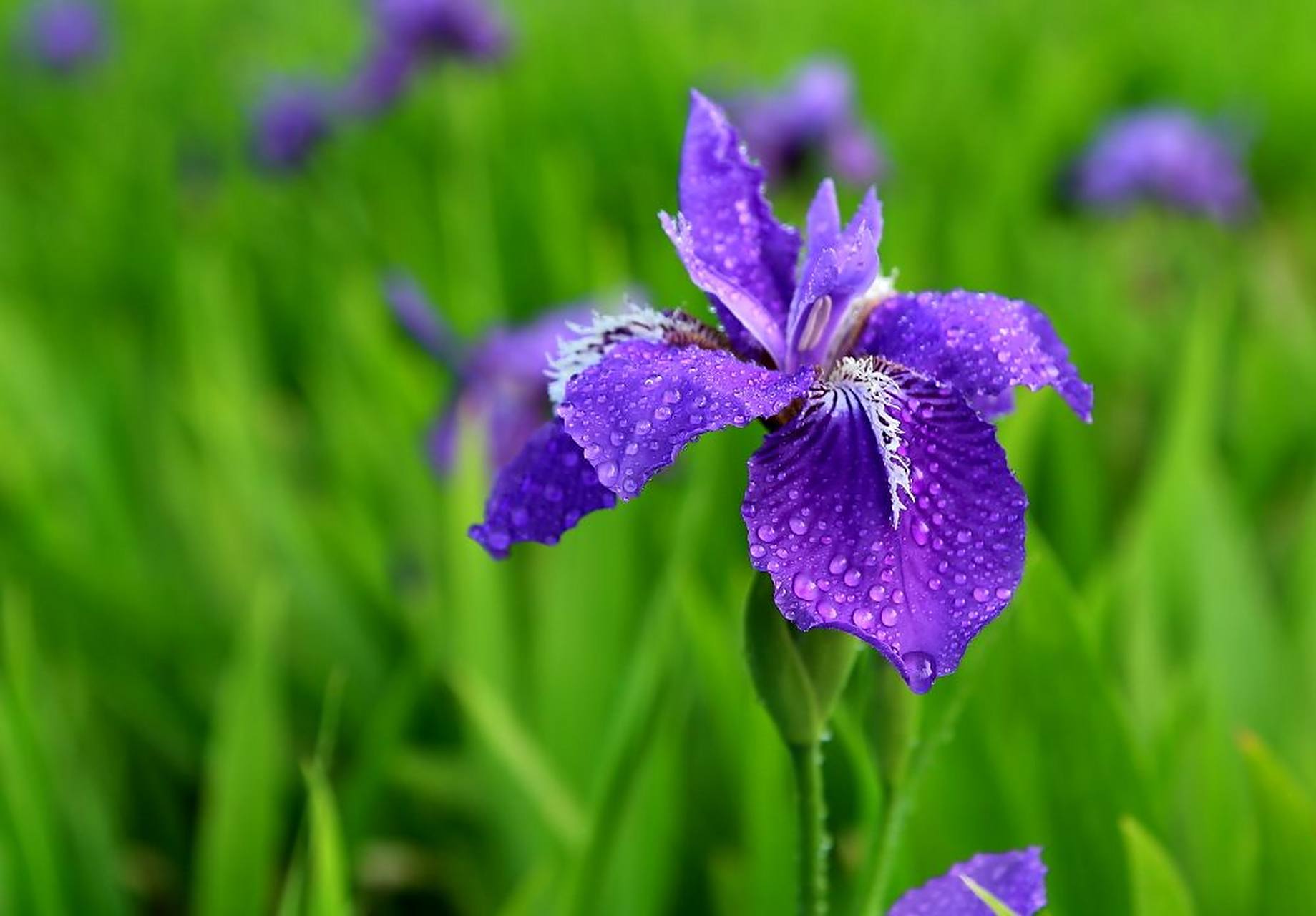 篮欗种蓝兰,蘭梦蘭心阑斑斓   同音绕字联浅析:  本意: 篮栅栏栅种廖