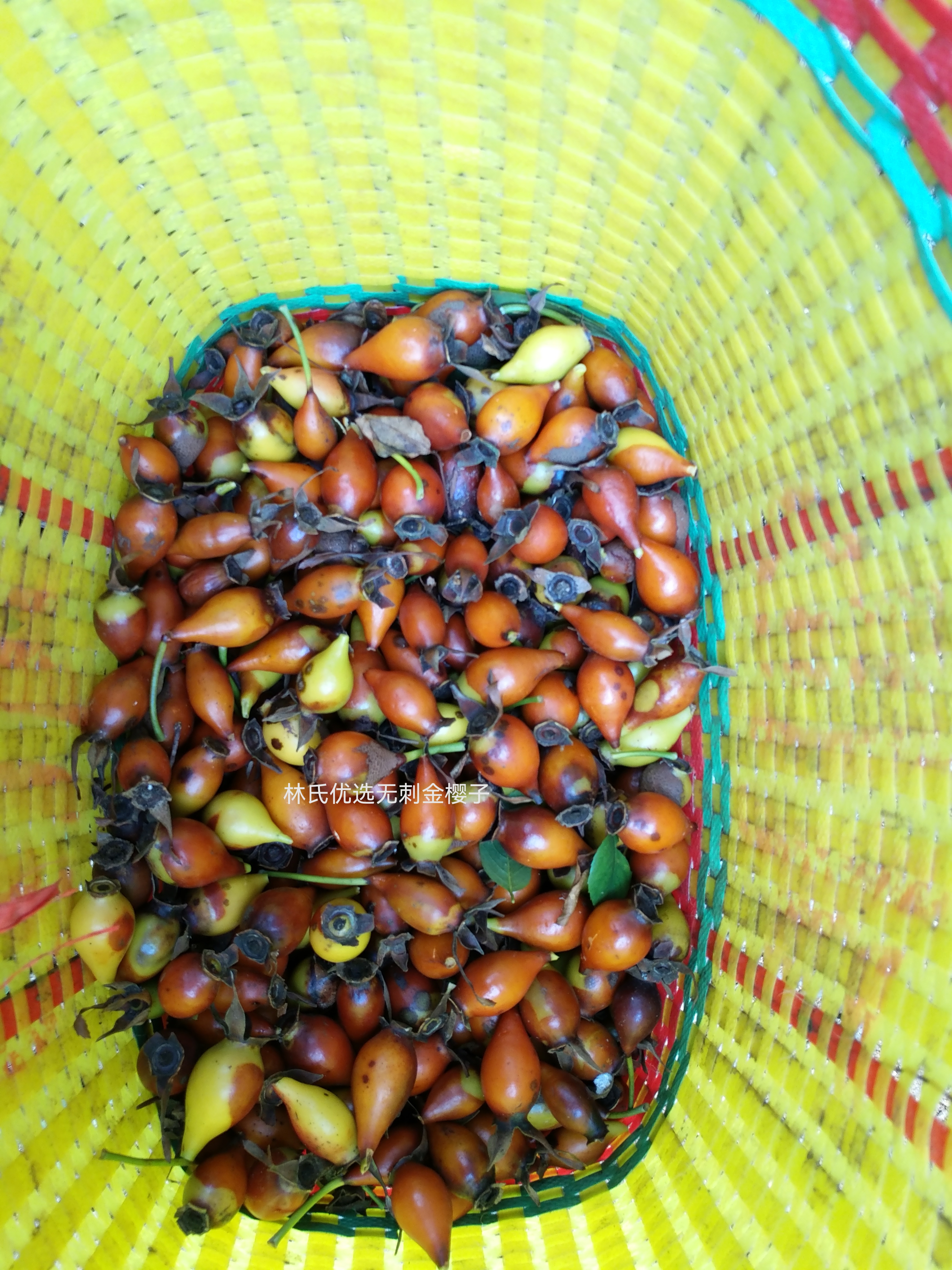 优选无刺金樱子