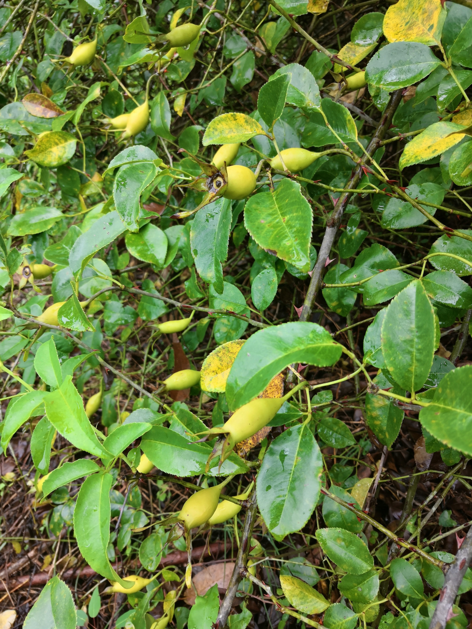 优选无刺金樱子