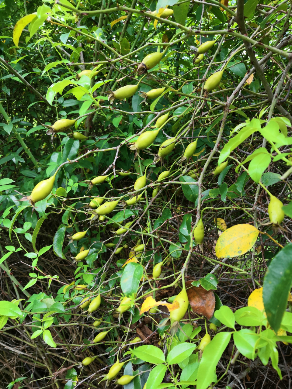 优选无刺金樱子,开种.