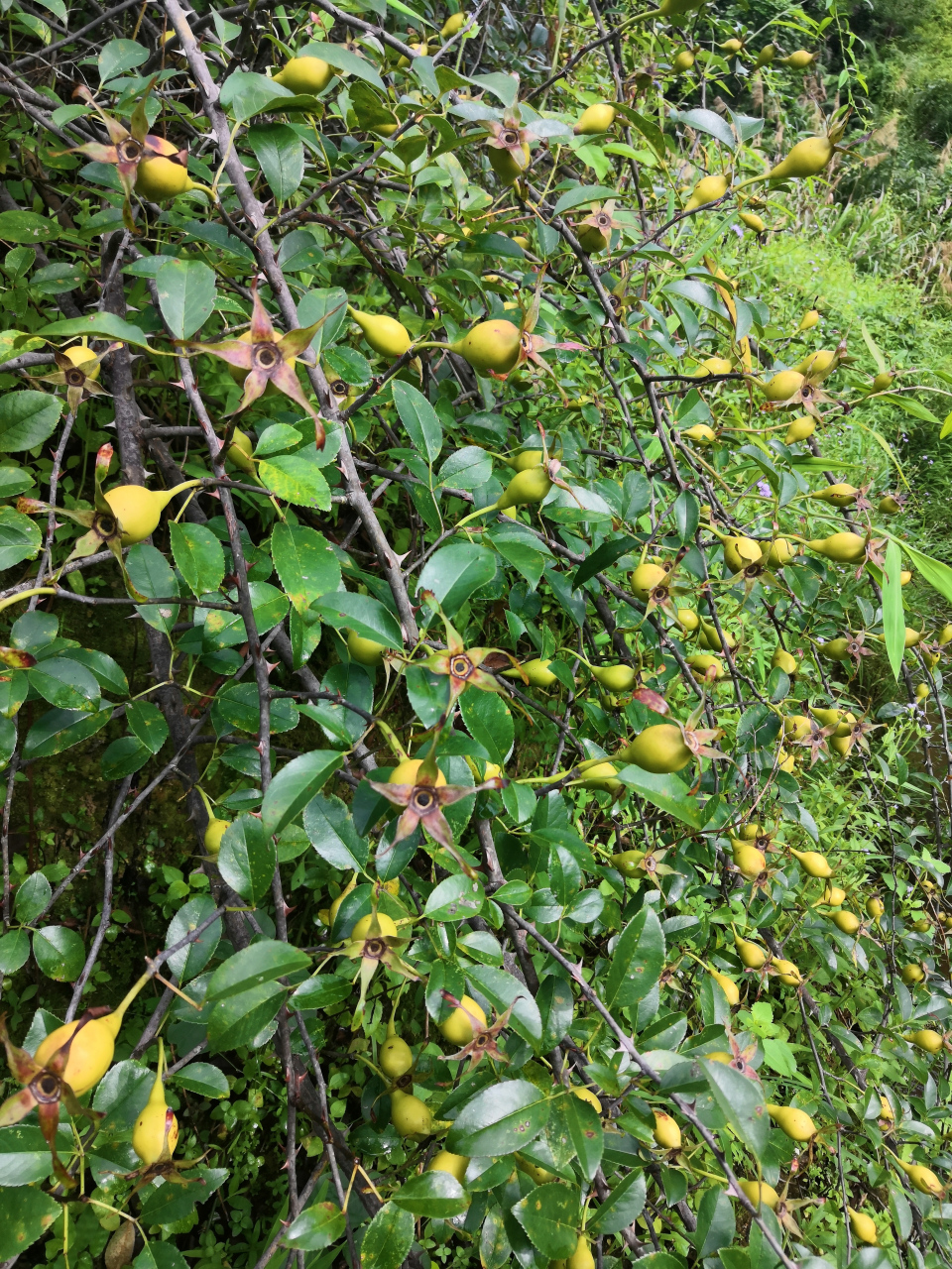 优选无刺金樱子,漂亮.#一起来钓鱼