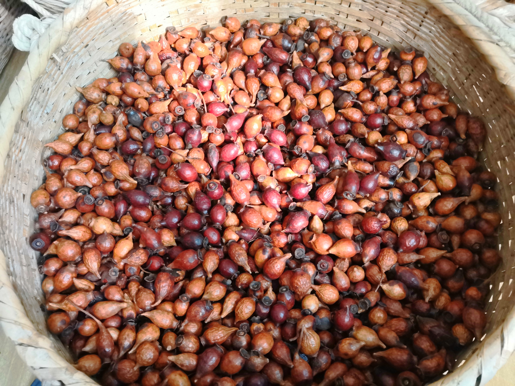 无刺金樱子,历经四季,终能俢成正果.