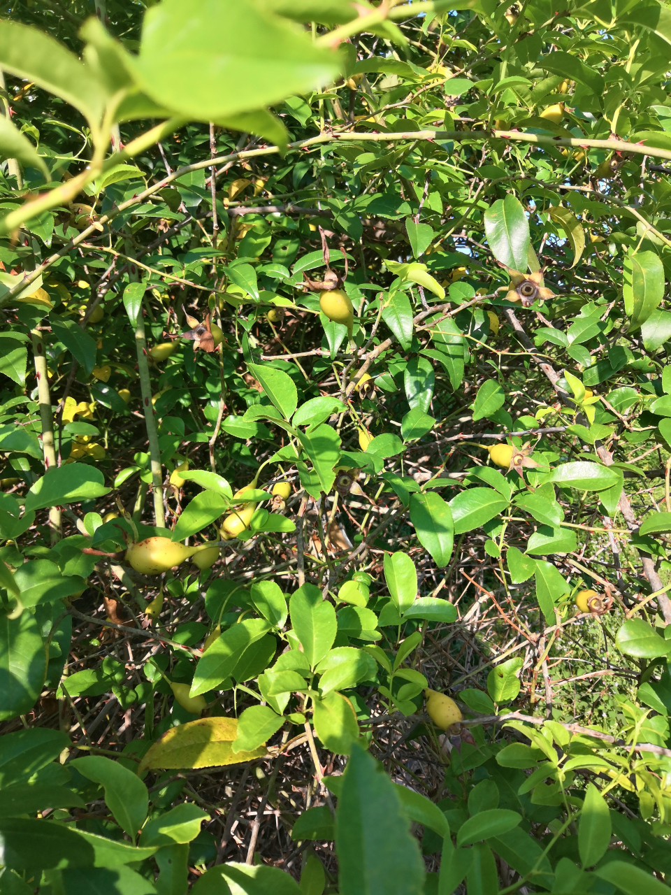 深秋优选无刺金樱子.