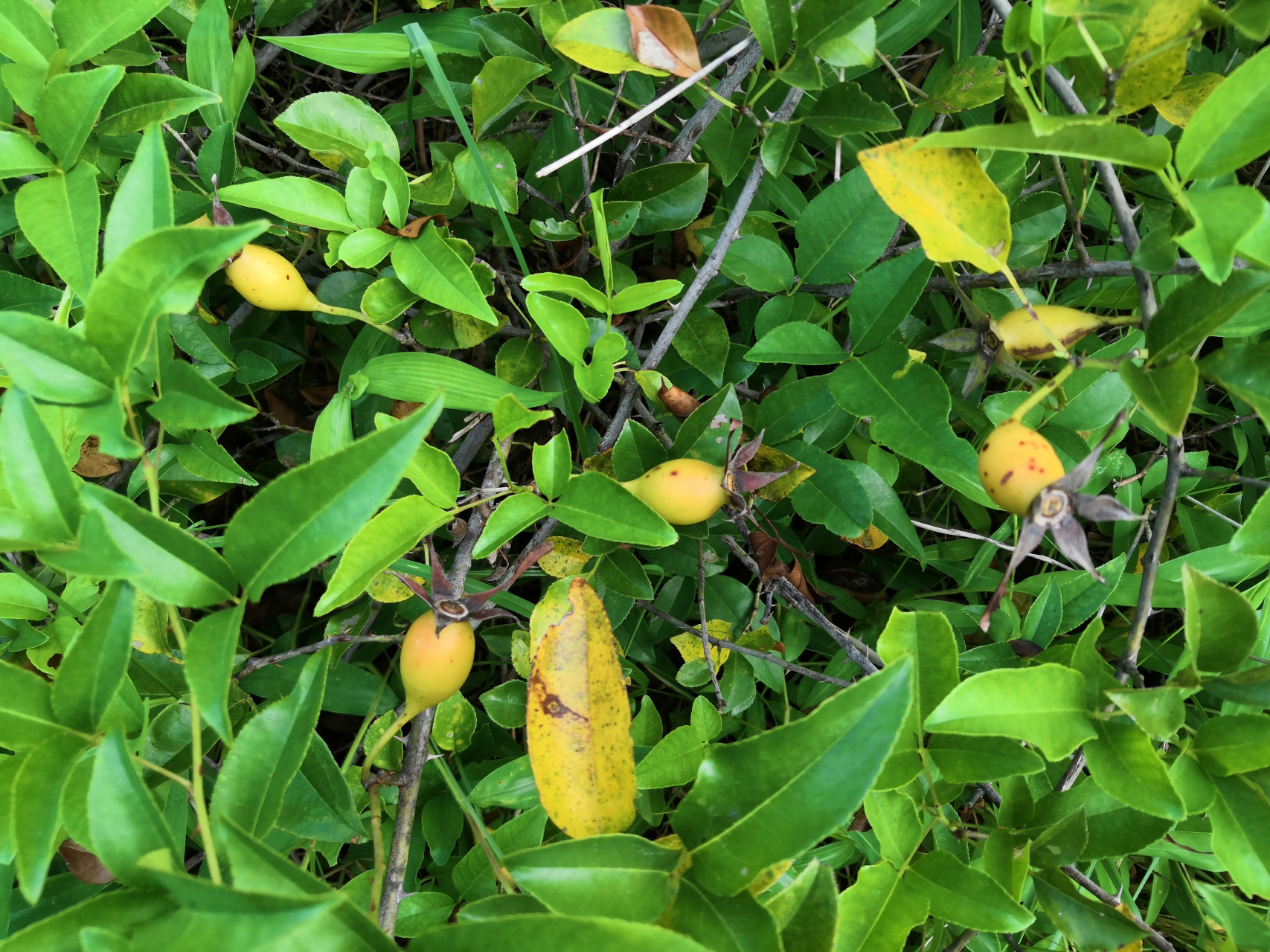 深秋优选无刺金樱子.