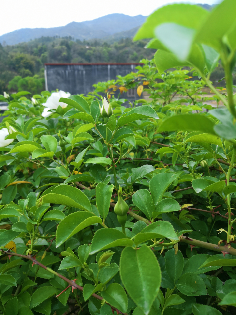 优选无刺金樱子