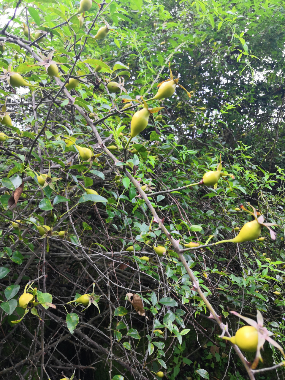 无刺金樱子,细雨下成长.