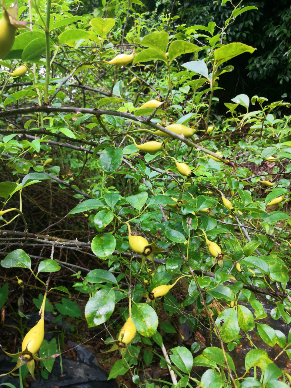 优选无刺金樱子