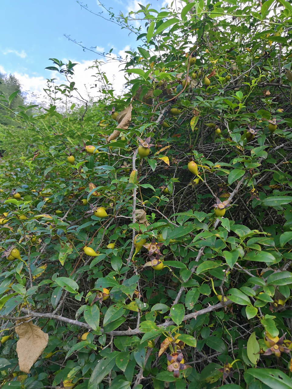 深秋优选无刺金樱子.