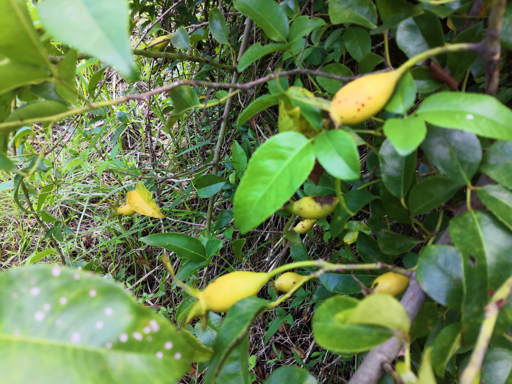 深秋优选无刺金樱子.