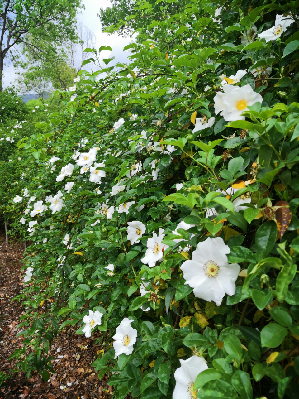 优选无刺金樱子