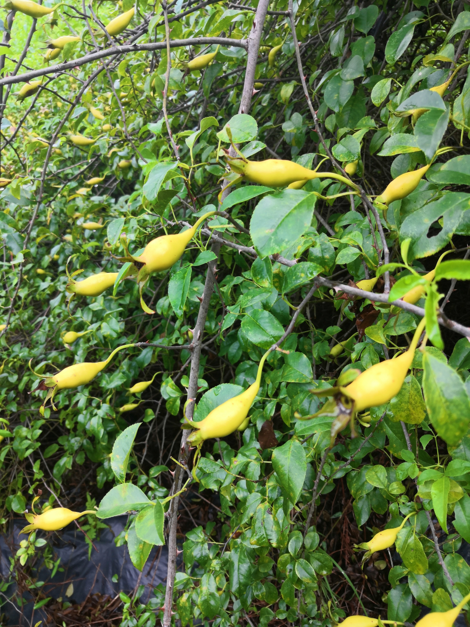 无刺金樱子,细雨下成长.