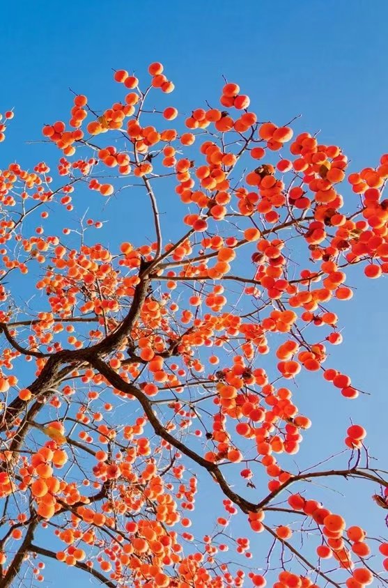 又是一年柿柿红      阳光明媚的日子,一棵柿子树在蓝天背景下显得