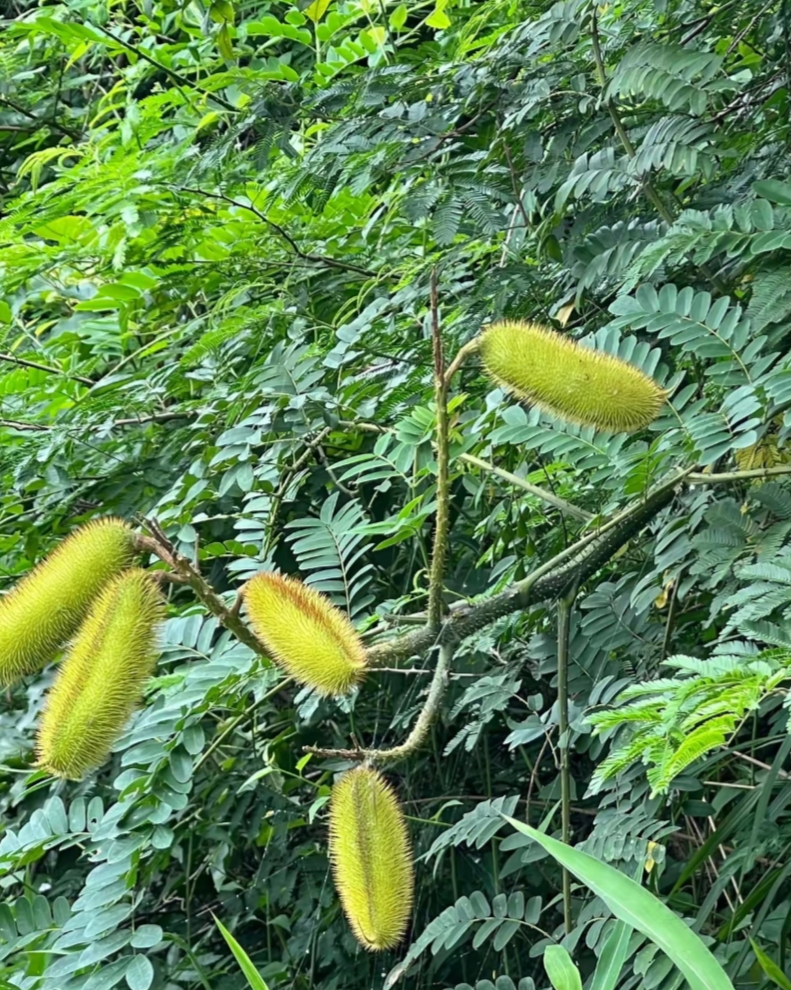 这种植物我们的山里也有,就是我们从来都不吃该植物结出来的东西,也许