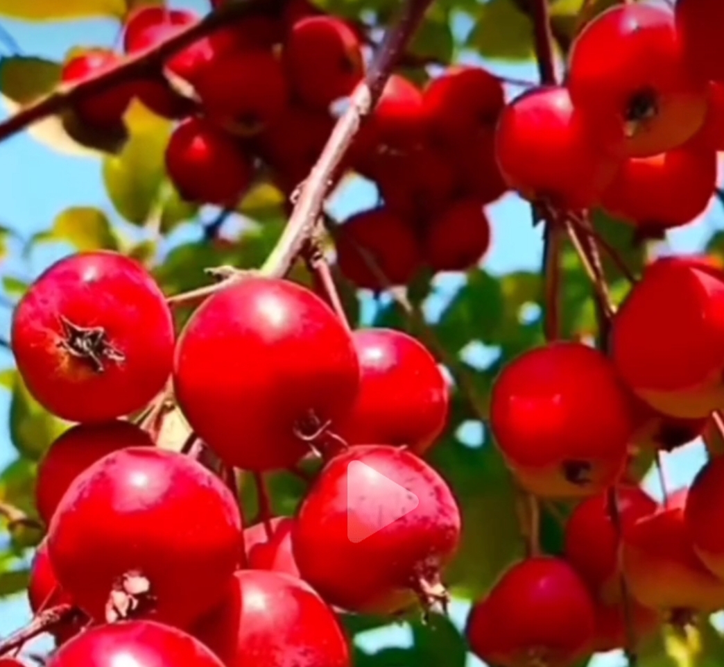 这种是什么果子,小时侯在山果看过,可是老家里野生果子比现在嫁接的时