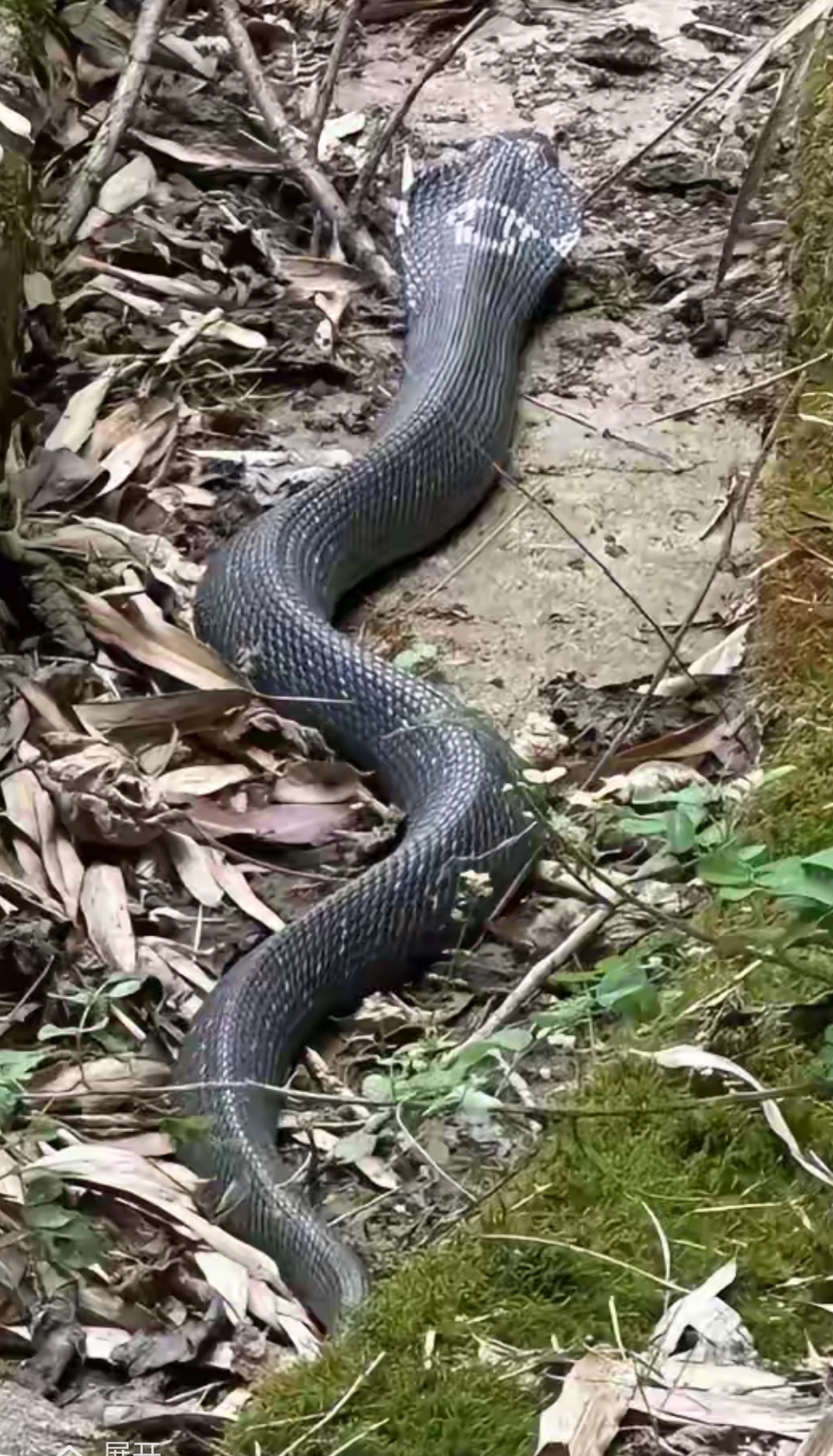 走在宁静的山里,我们在干燥的落叶间发现一条黑色的吹风蛇