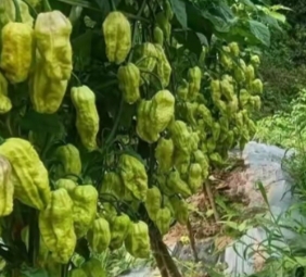 是什么样子夜交藤果实夜交藤果实形状夜交藤果实图片植物可食用的图片