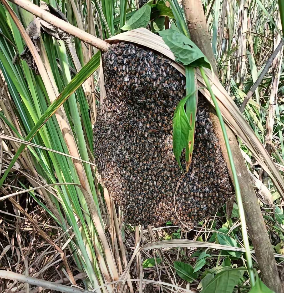 我们在山里走出森林后经过一个长满草的山坡,突然友现一堆蜂结在草丛