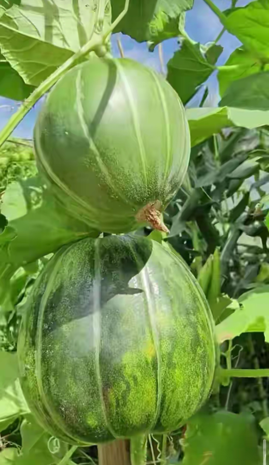 在朋友的菜园里还看到一株长着深绿色的瓜的植物,瓜的形状有点象香瓜