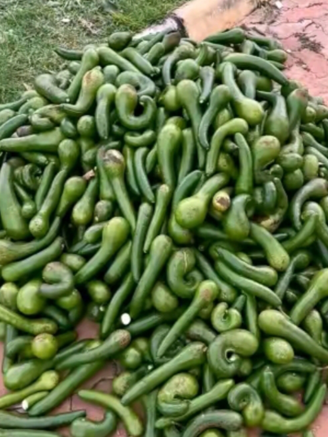 一大堆青野菜,密密麻麻,新鲜翠绿,让人垂涎欲滴.