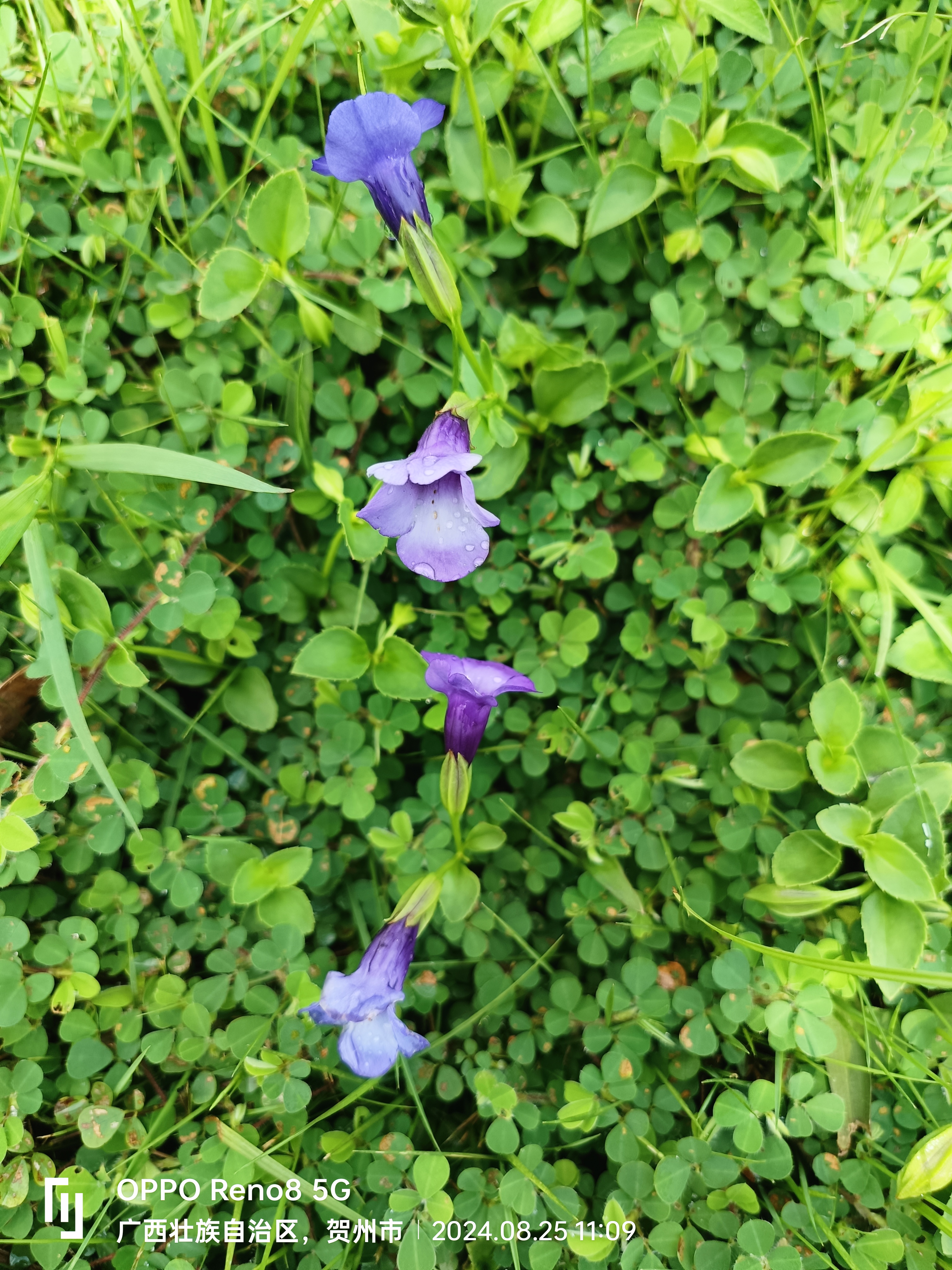 在路边的草地上发现一片绿意盎然的植物,植物的几朵小紫花静静绽放