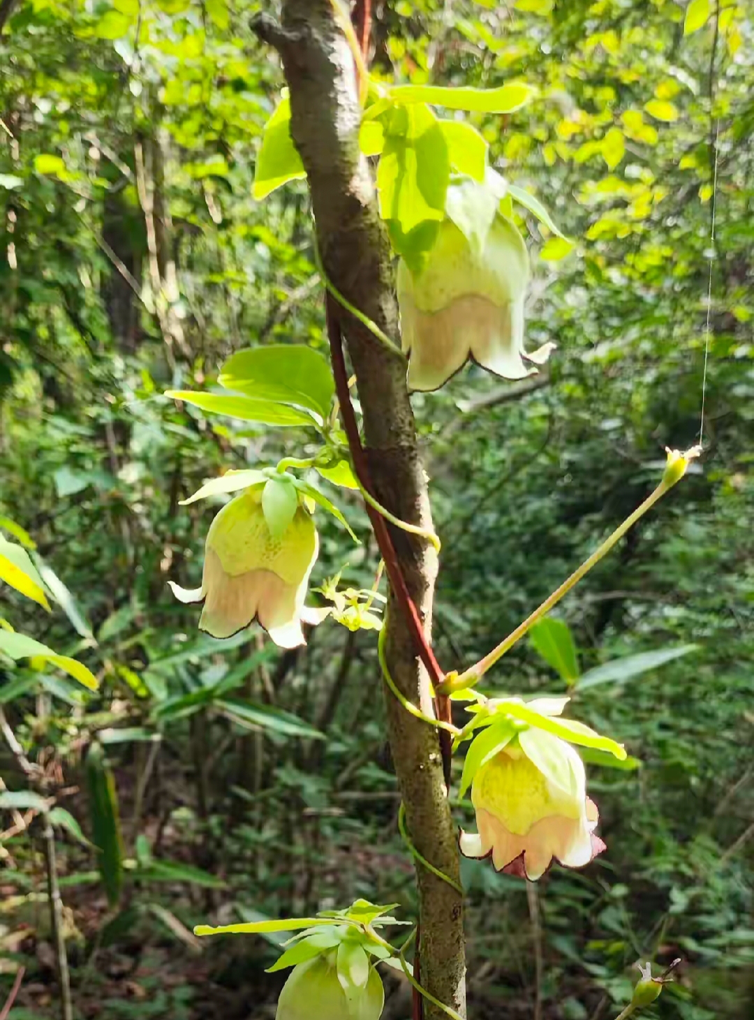 泰山四叶参花图片