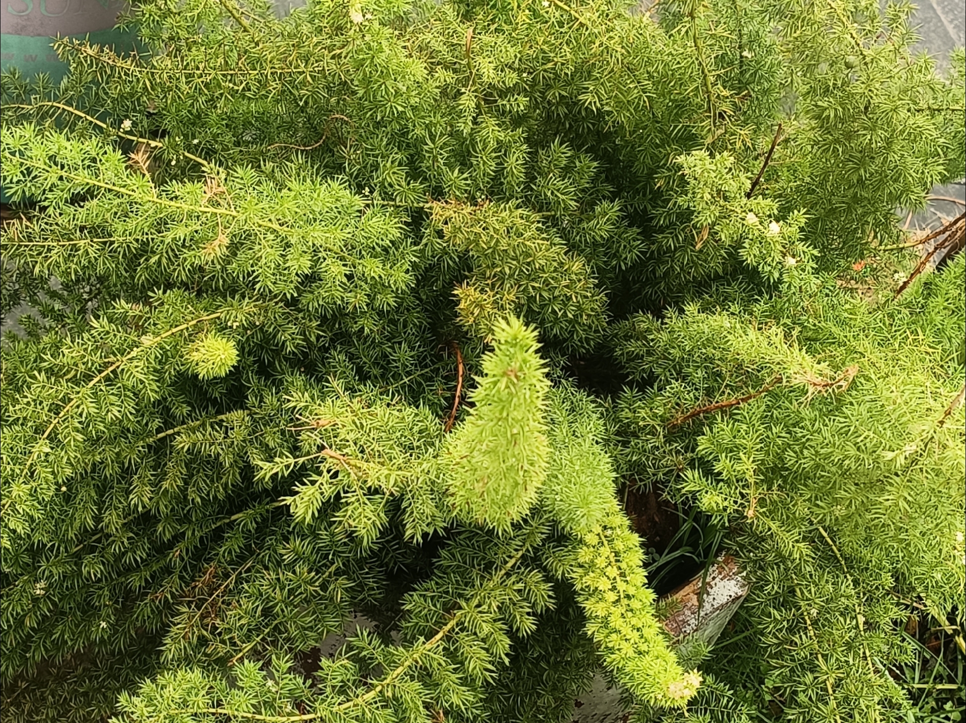 这是早上锻炼时发现的一种低矮灌木,以亮绿色,多刺的枝条和细小而鲜艳