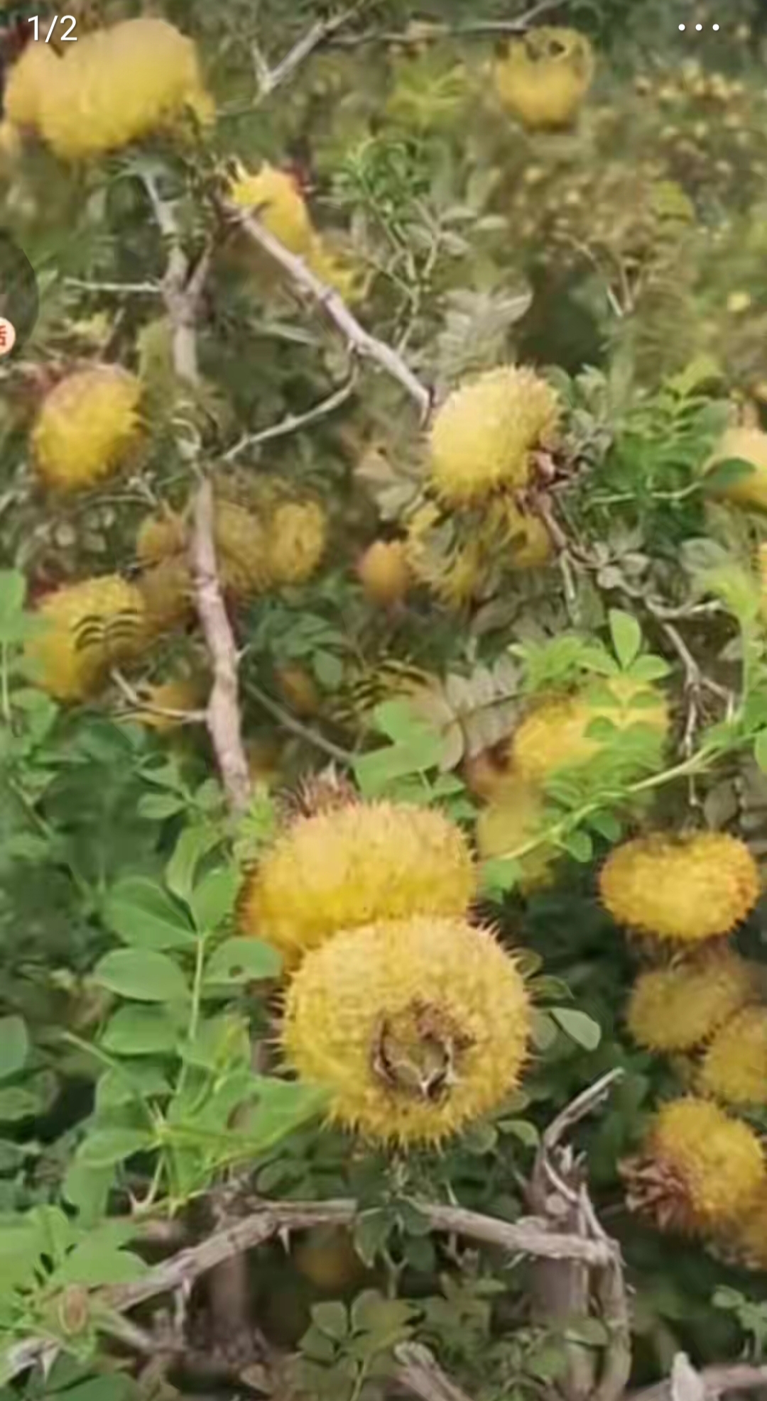 在山里我们爬上山顶,欣赏美丽的乡村风光,在山顶上看到了这满树的带刺